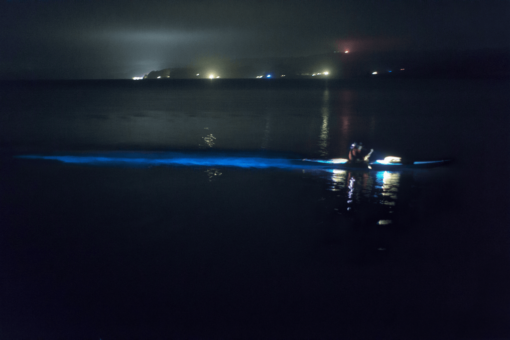 Nature at Night on Tomales Bay
